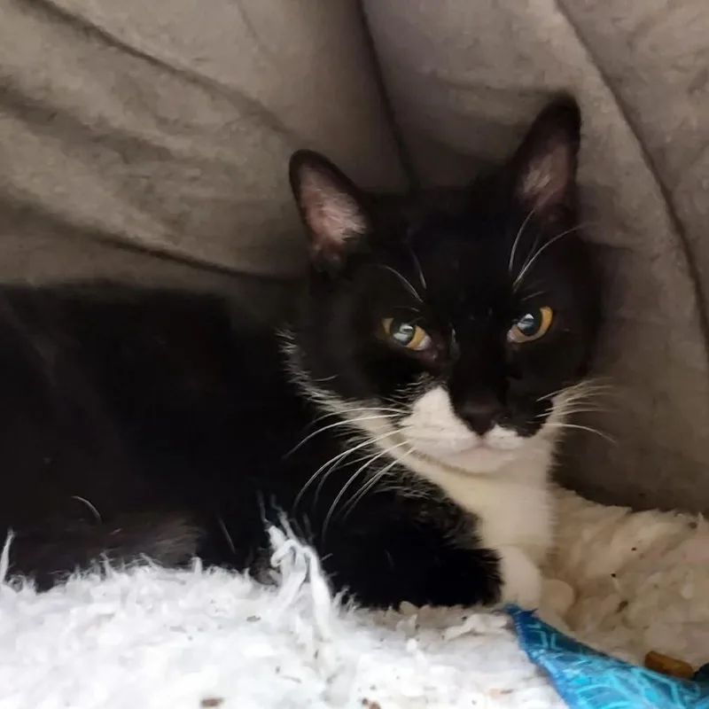 A senior medium-sized female Black Domestic Short Hair cat named Audrey for adoption in Ballston Spa, NY