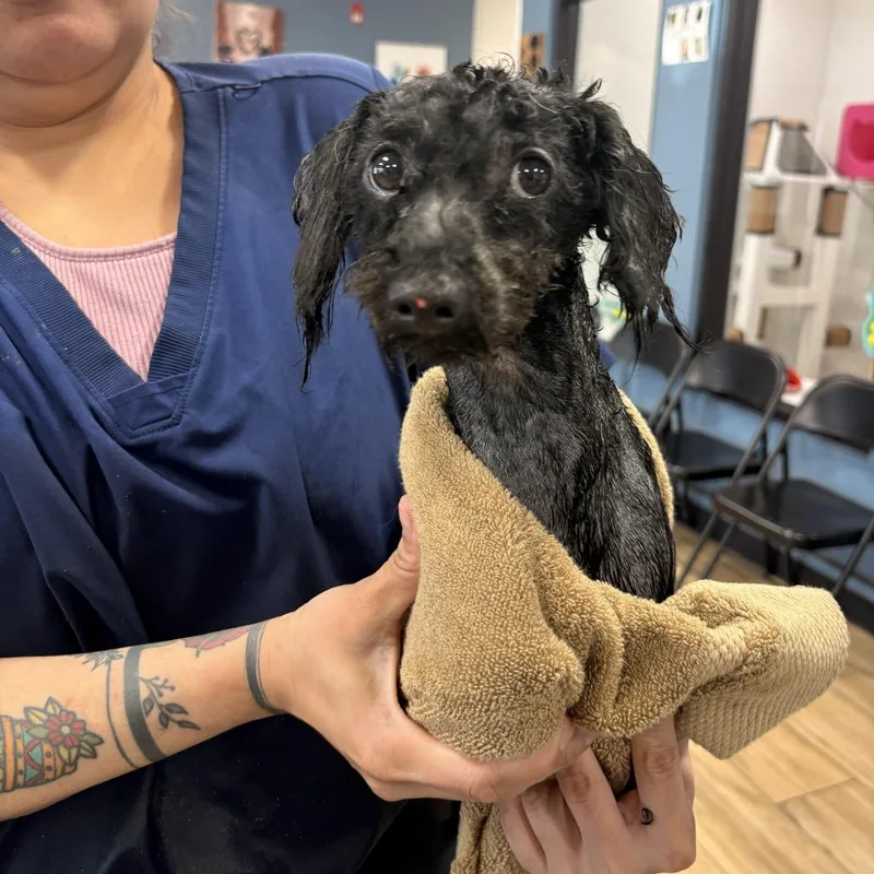 A baby small-sized male Black Mixed Breed dog named Espresso for adoption in Newark, NJ