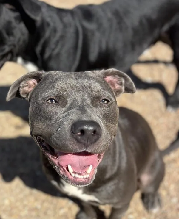 An adult small-sized female Pit Bull Terrier dog named Ophelia for adoption in Virginia Beach, VA