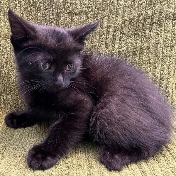 A baby small-sized male Domestic Short Hair cat named Burrito for adoption in Staten Island, NY