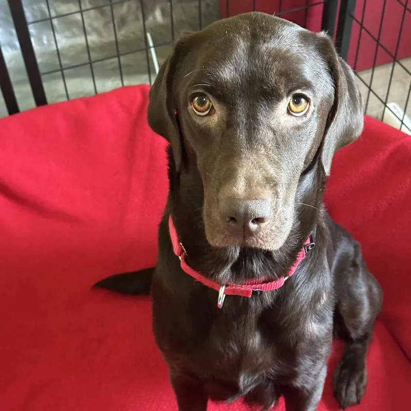 An adult large-sized female Brown / Chocolate Mixed Breed dog named Chocolate Lady for adoption in DeKalb, IL