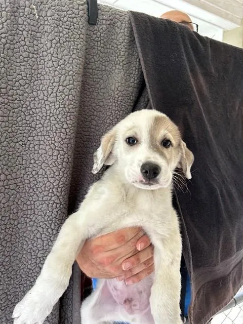 A baby large-sized male Anatolian Shepherd dog named Dorkus for adoption in Cookeville, TN