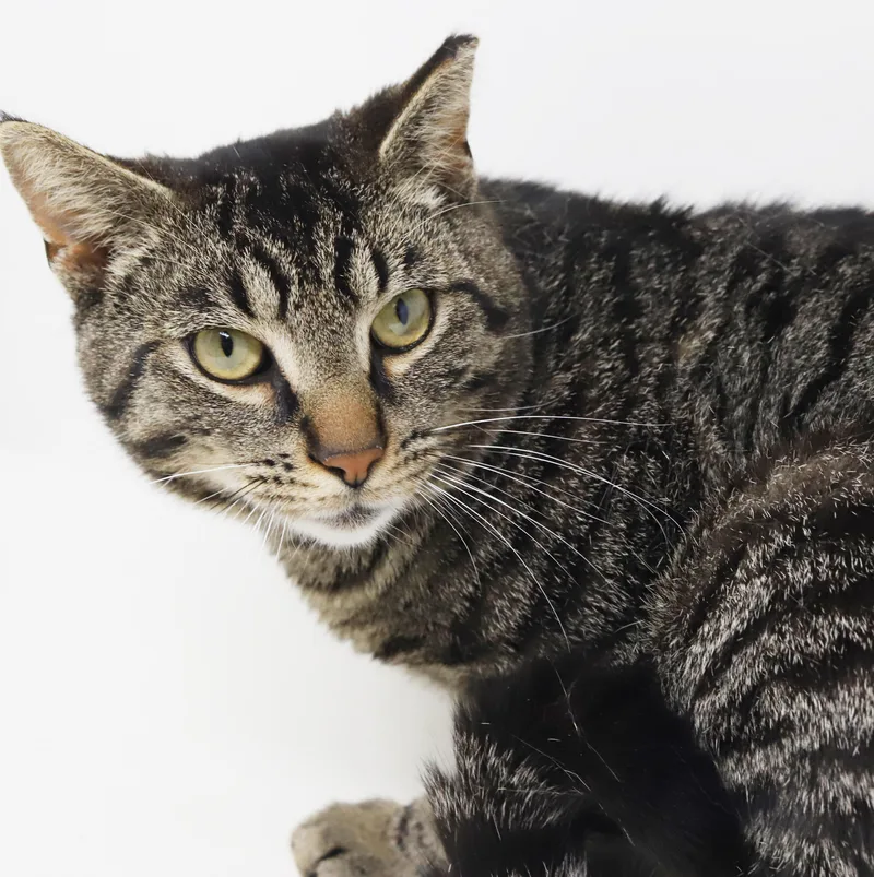 A young medium-sized male Tabby (Brown / Chocolate) Tabby cat named Daryl Is A Gentle for adoption in Bedford Hills, NY