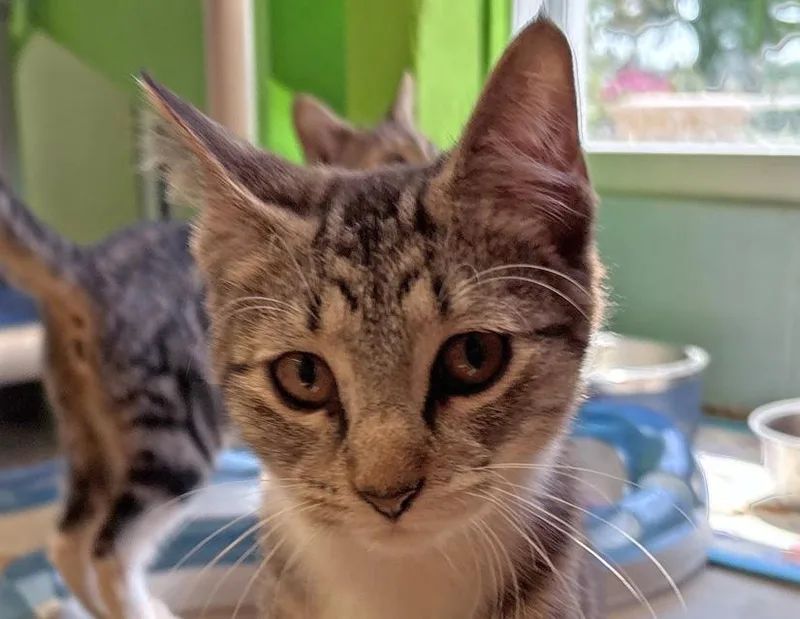A baby small-sized female Tabby (Brown / Chocolate) Domestic Short Hair cat named Poppy for adoption in Columbus, IN