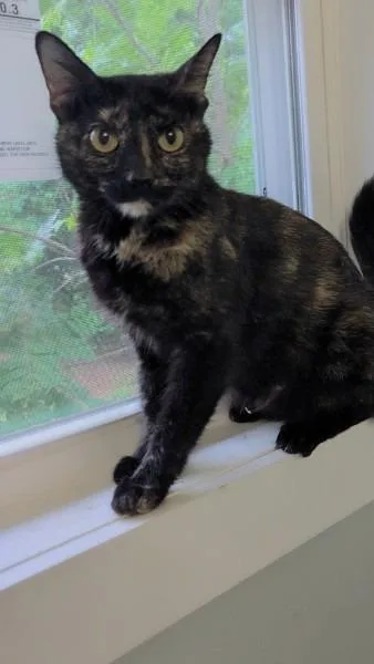 A young medium-sized female Domestic Short Hair cat named Lillie for adoption in Madison, GA