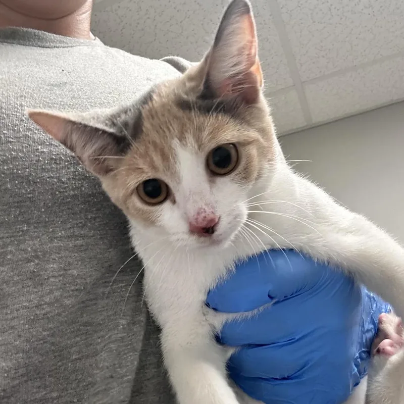 A baby small-sized female Calico Domestic Short Hair cat named Sarah for adoption in Concord, NC