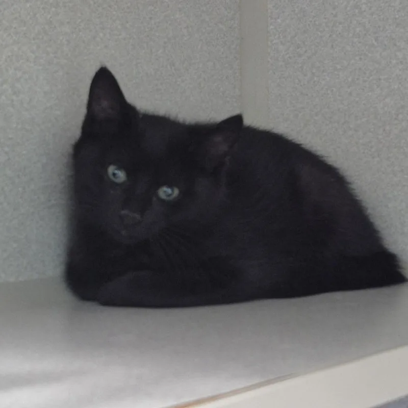 A baby small-sized female Black Domestic Short Hair cat named Pint for adoption in Newark, NJ