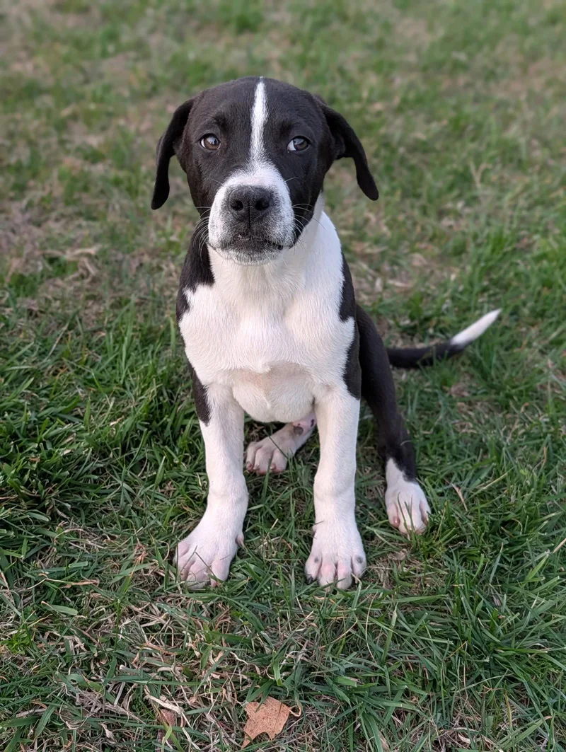A baby medium-sized male Hound dog named Zeus for adoption in Hinton, WV