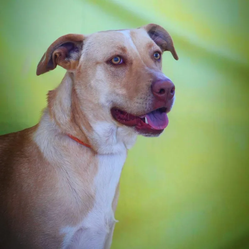 Allie Jr thumbnail 3