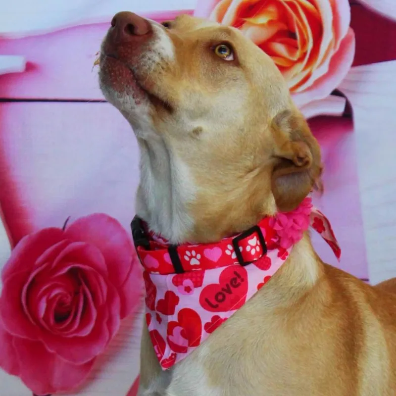 Allie Jr thumbnail 5