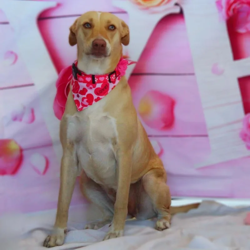 Allie Jr thumbnail 6