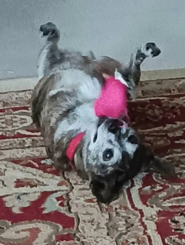 Clementine thumbnail 2