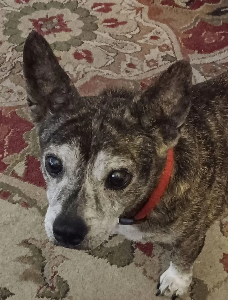 Clementine thumbnail 3