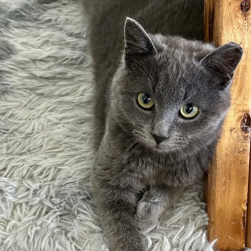A baby small-sized male Gray / Blue / Silver Domestic Short Hair cat named Bumble for adoption in Philadelphia, PA