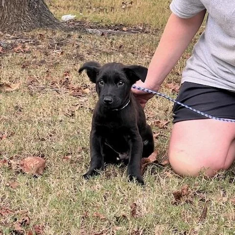 A baby small-sized male Shepherd dog named Checkers for adoption in Bartlett, TN