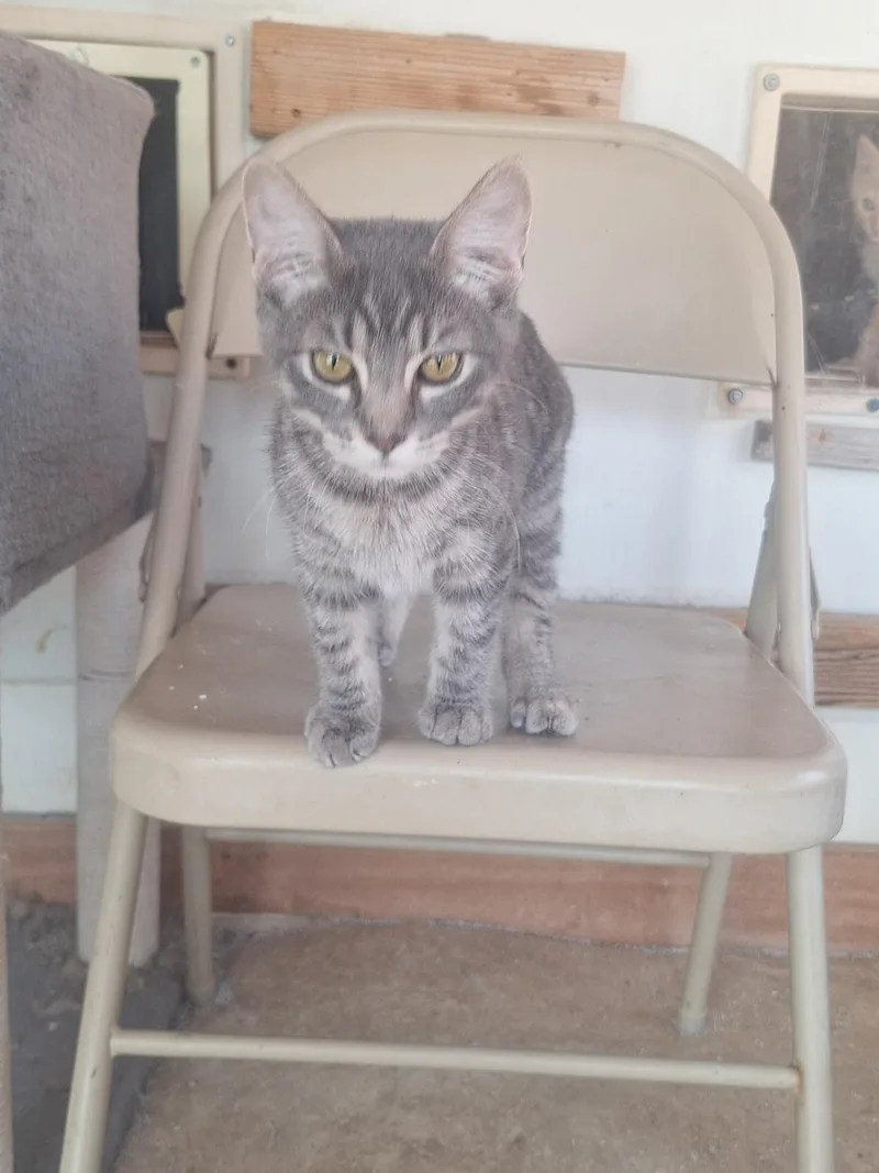 Big Gray