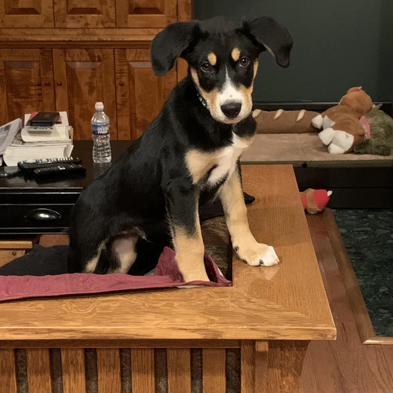 A baby medium-sized male Tricolor (Brown, Black, & White) Labrador Retriever dog named Liam for adoption in Hatfield, PA