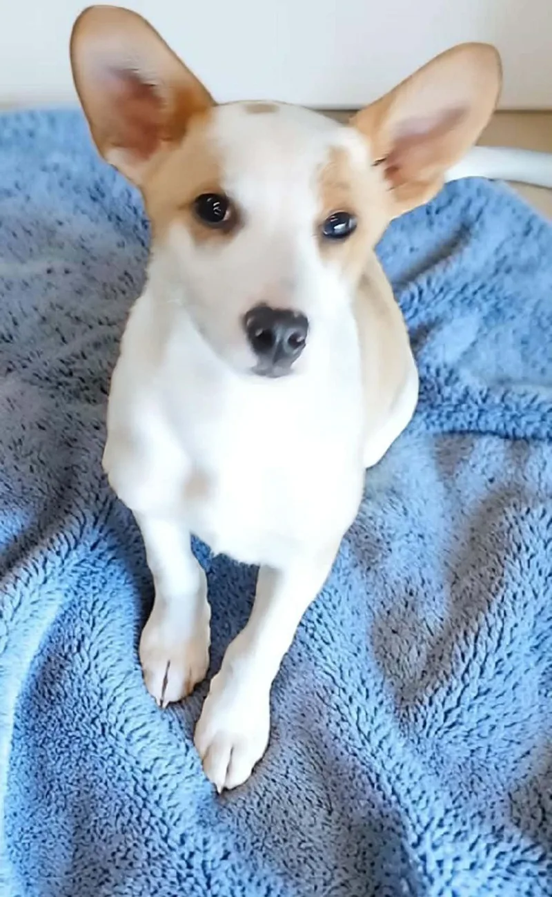 Piggy Terrier