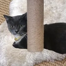 Chandler thumbnail 2