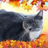 Chandler thumbnail 3