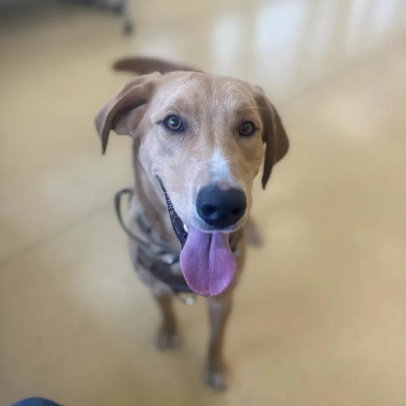 A young medium-sized male Yellow Labrador Retriever dog named Skippy for adoption in Lynchburg, VA
