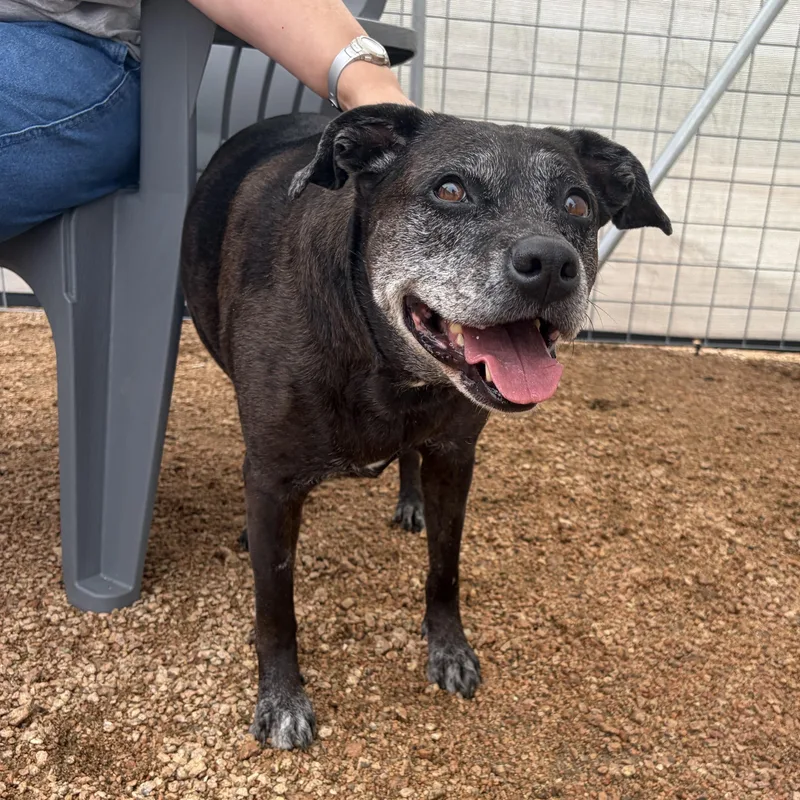 A senior large-sized female Black Mixed Breed dog named Marley Kcac . for adoption in Kerrville, TX