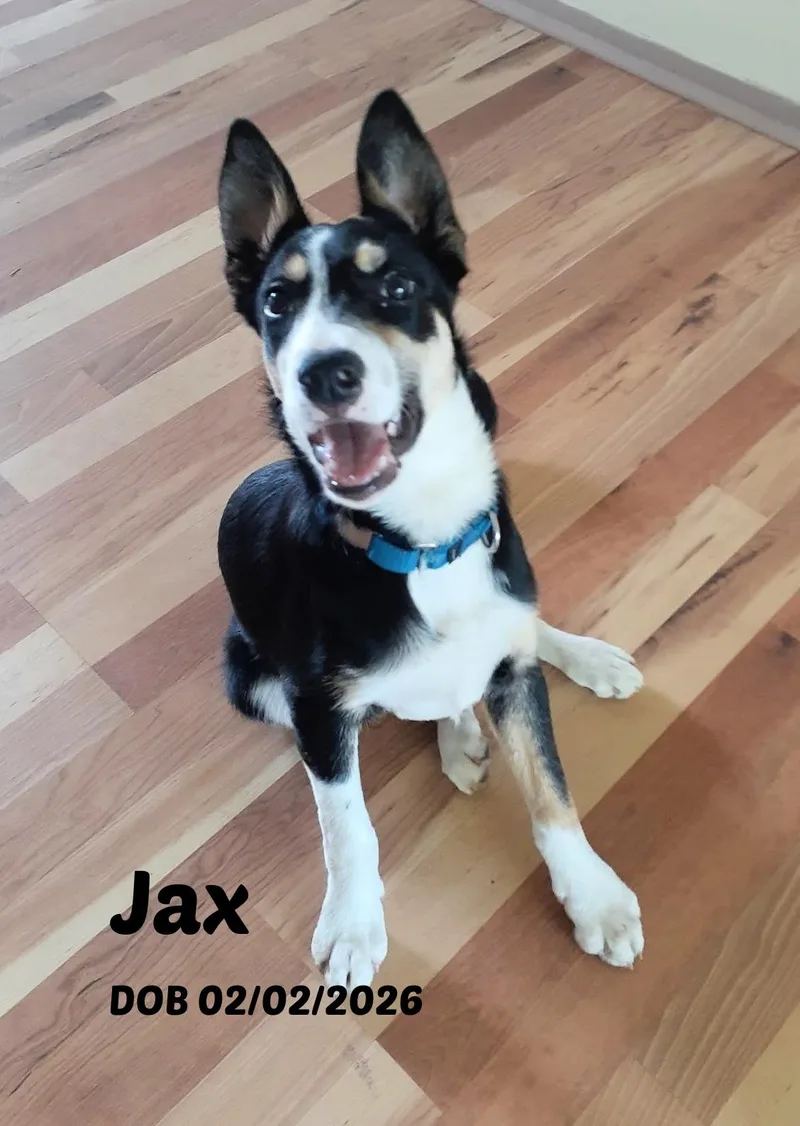 A baby medium-sized male Tricolor (Brown, Black, & White) Border Collie dog named Jax for adoption in Seymour, IN