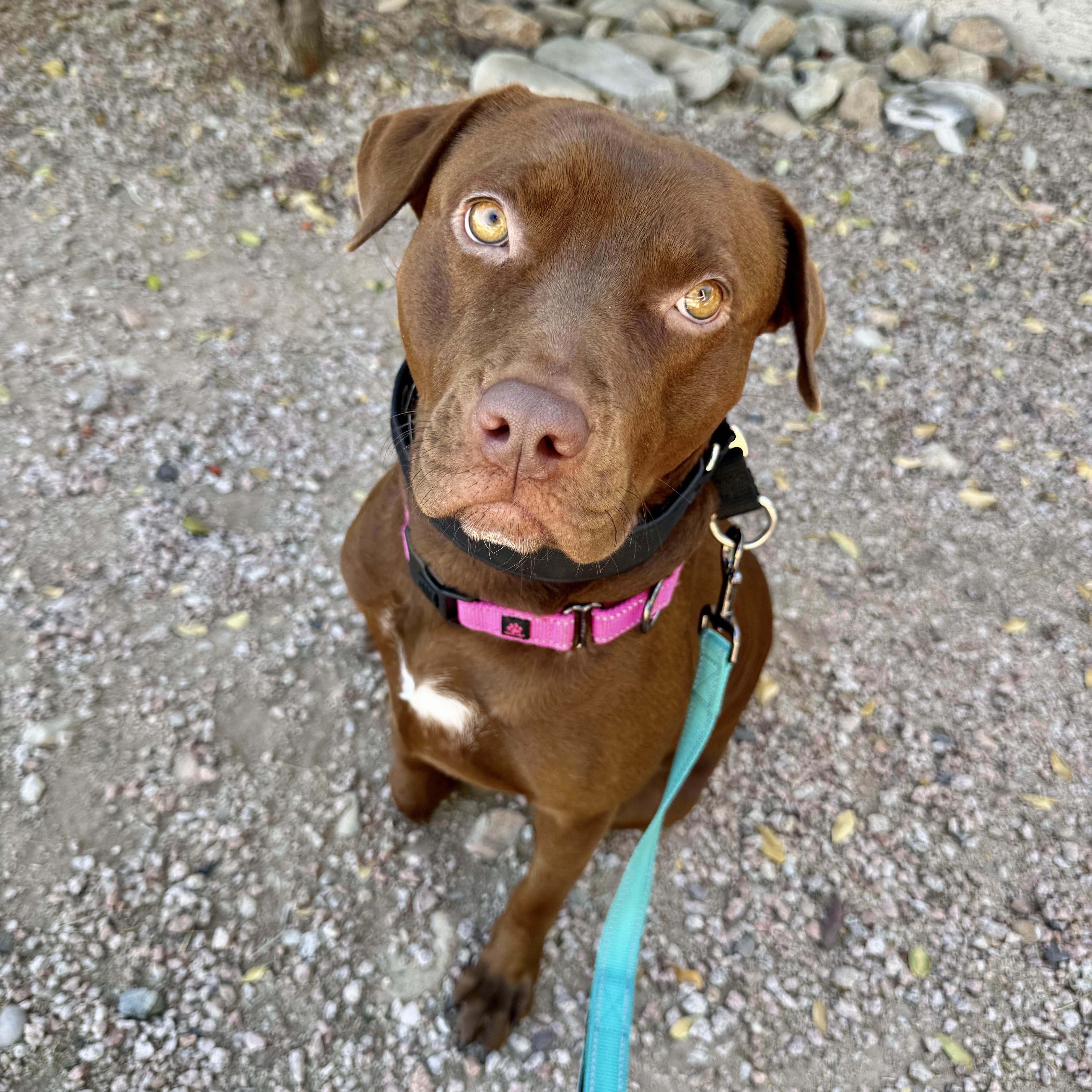 An adult medium-sized female Brown / Chocolate Chocolate Labrador Retriever dog named Amber for adoption in Scottsdale, AZ