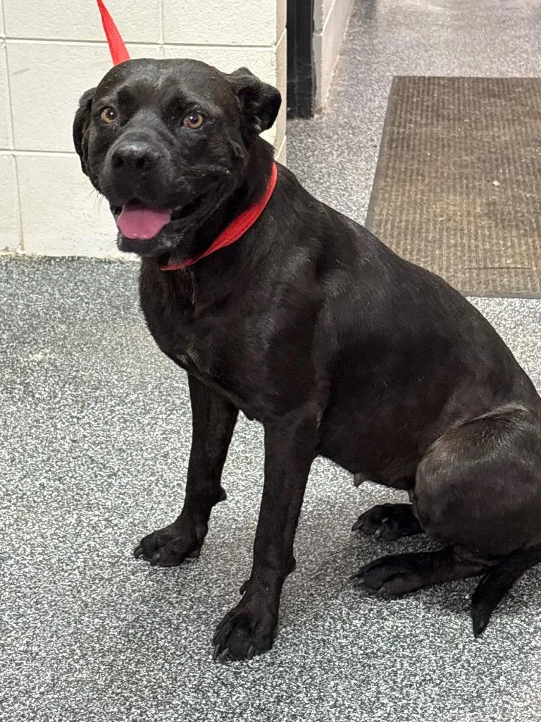 An adult large-sized female Mixed Breed dog named Tilly for adoption in Tifton, GA