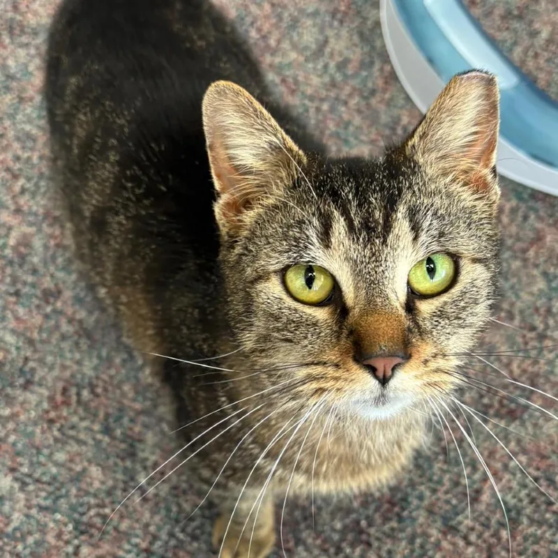 A young medium-sized female Brown / Chocolate Domestic Short Hair cat named Kiki for adoption in Hamburg, NY