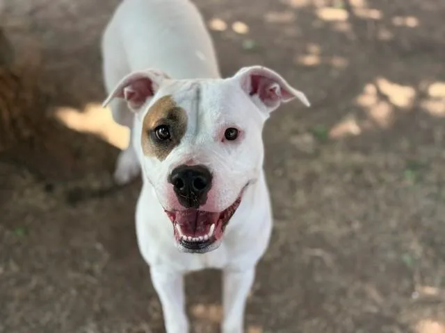 A young large-sized female Pit Bull Terrier dog named Sassy for adoption in Tulsa, OK