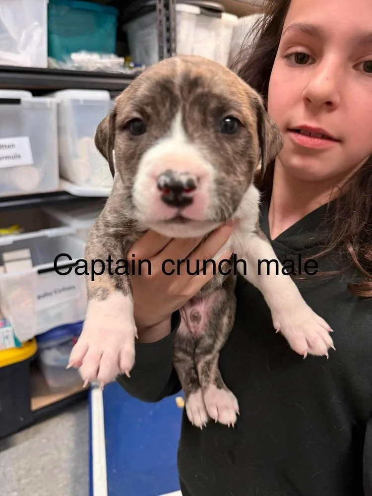 A baby medium-sized male Mixed Breed dog named Captain Crunch for adoption in Clinton Township, MI