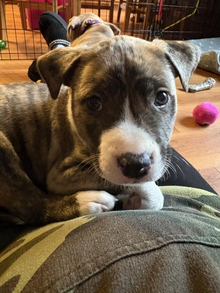 Captain Crunch thumbnail 3