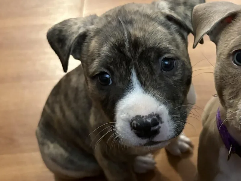 Captain Crunch thumbnail 5