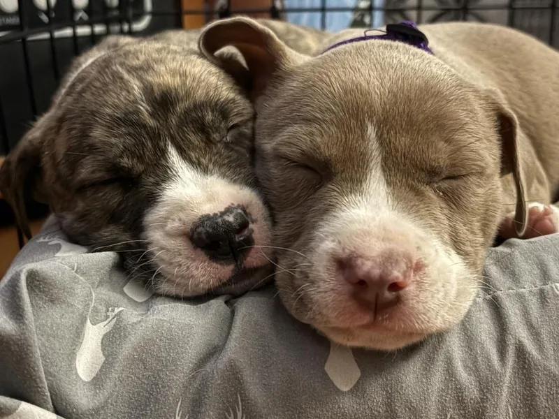 Captain Crunch thumbnail 6