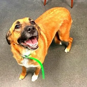 An adult medium-sized female Shepherd dog named Raina for adoption in Idaho Falls, ID