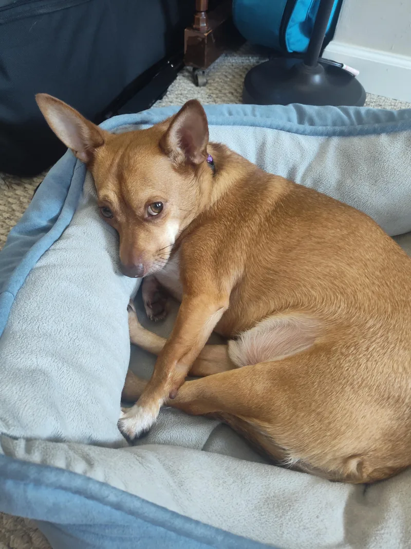 An adult small-sized male Chihuahua dog named Eddie for adoption in Boiling Springs, PA