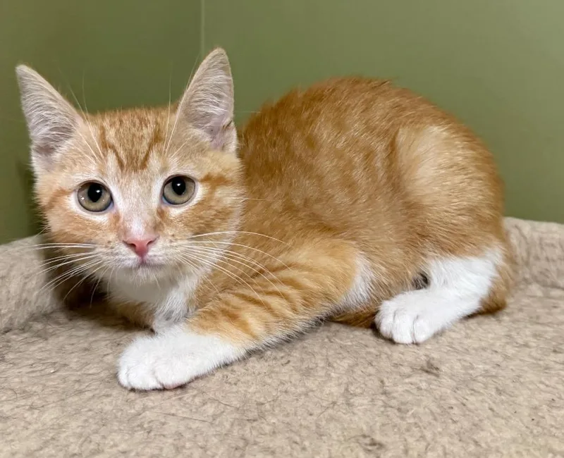 A baby small-sized male Domestic Short Hair cat named Abu for adoption in Newnan, GA