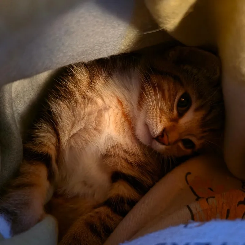 A baby small-sized female Orange / Red Domestic Short Hair cat named Dulce for adoption in La Grange, KY