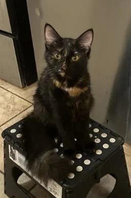 An adult small-sized female Domestic Medium Hair cat named Pepper for adoption in Fairfax, VA