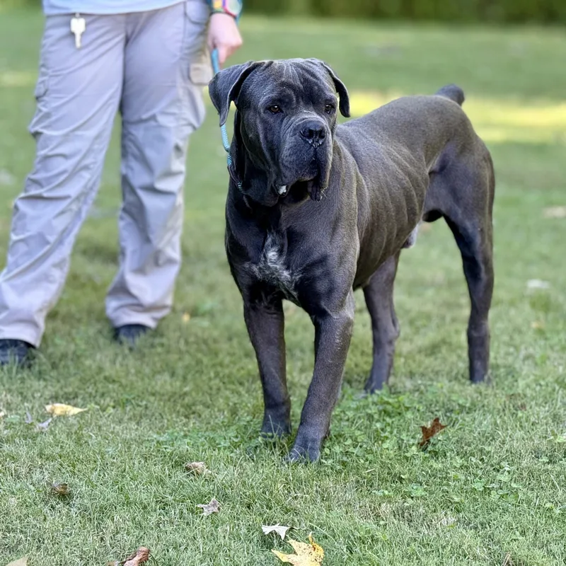 A young extra large-sized male Gray / Blue / Silver Neapolitan Mastiff dog named Smalls for adoption in Ashland, VA