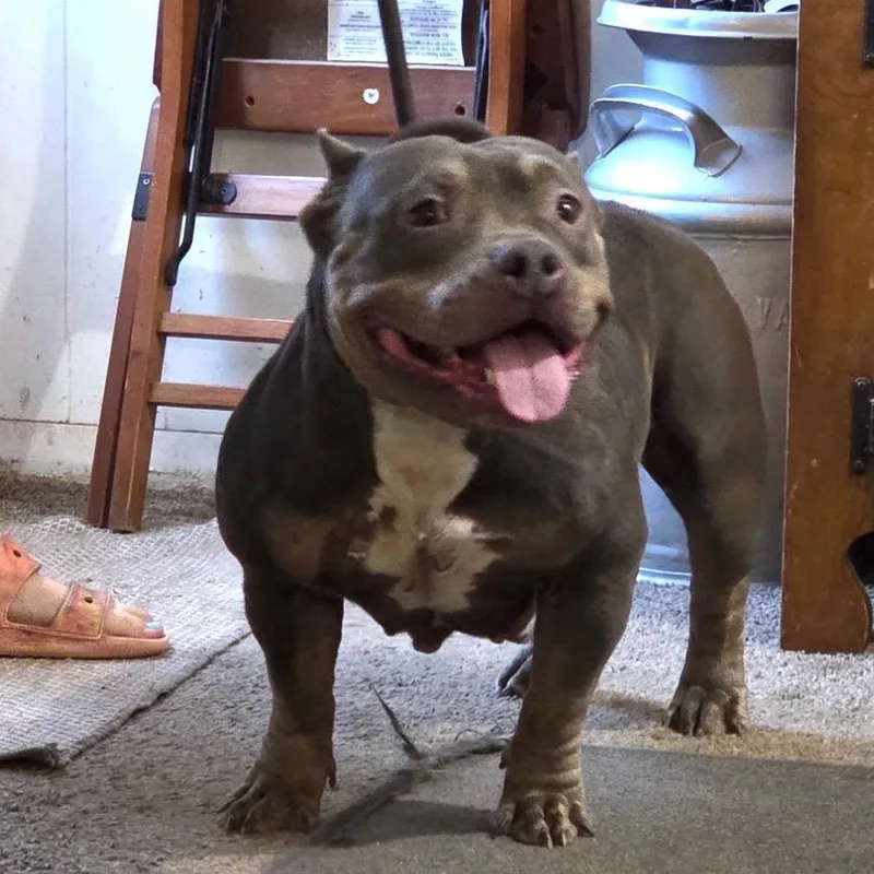 An adult medium-sized female Gray / Blue / Silver Bulldog dog named Lady for adoption in Blue Springs, MO