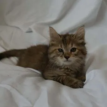 A baby small-sized female Brown / Chocolate Domestic Medium Hair cat named Donut for adoption in Edwardsville, IL