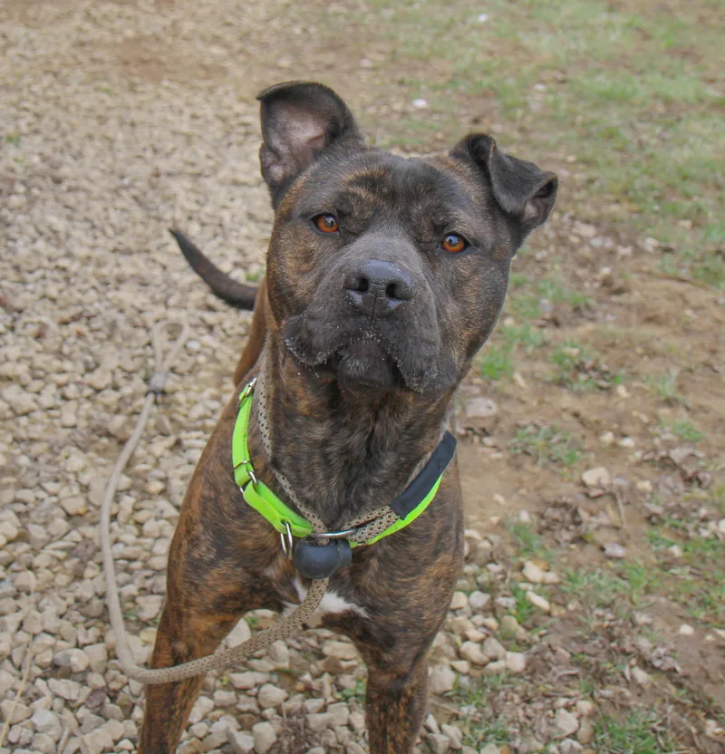 Joni Lou thumbnail 2