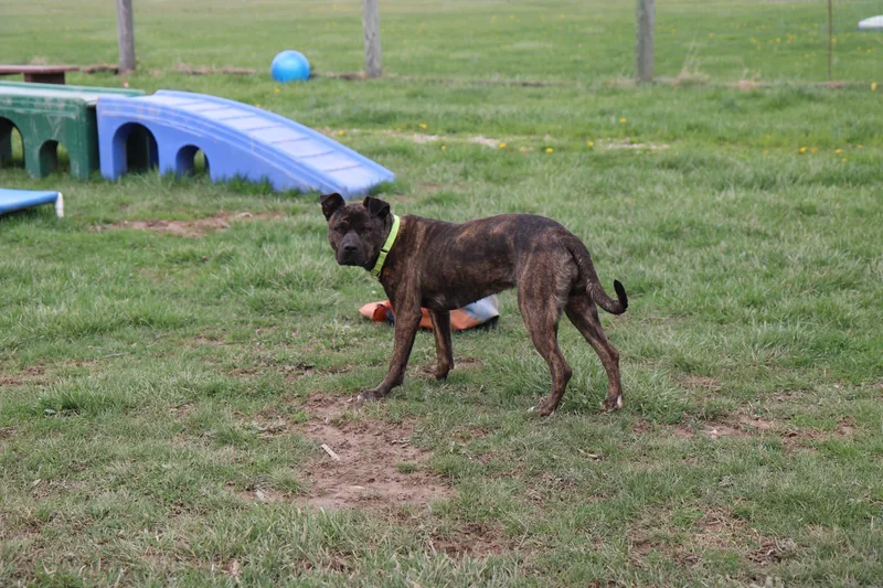 Joni Lou thumbnail 4