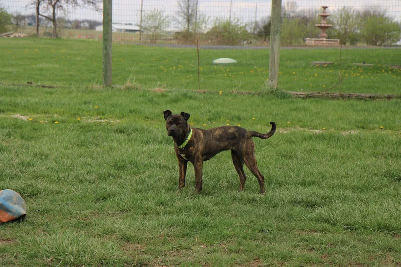 Joni Lou thumbnail 5