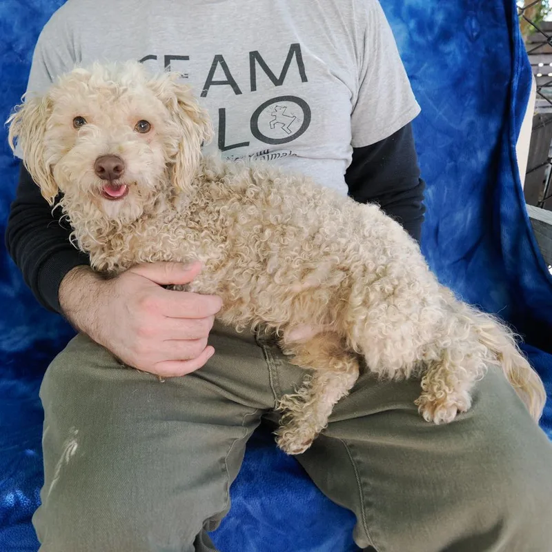 An adult small-sized male White / Cream Poodle dog named Reef for adoption in Point Richmond, CA