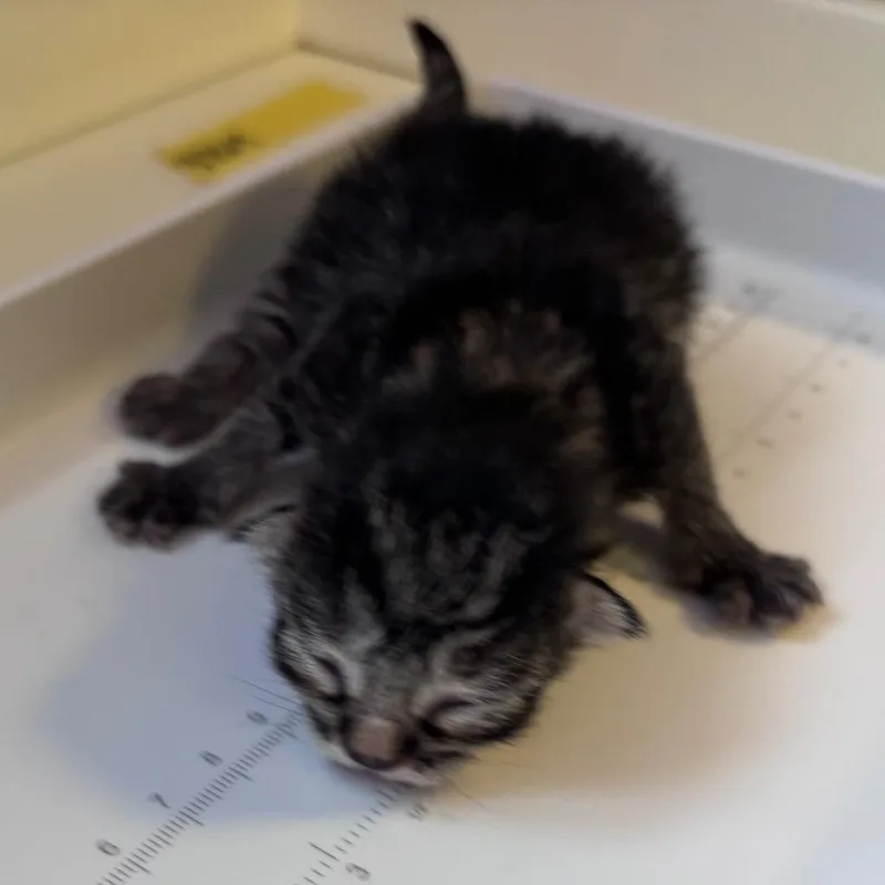 A baby small-sized male Domestic Short Hair cat named Holden for adoption in Corpus Christi, TX
