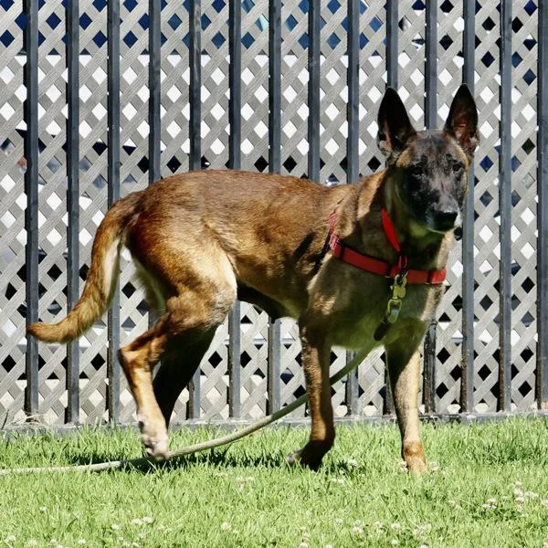 A senior large-sized female Belgian Shepherd / Malinois dog named Treyace for adoption in Oakland, CA