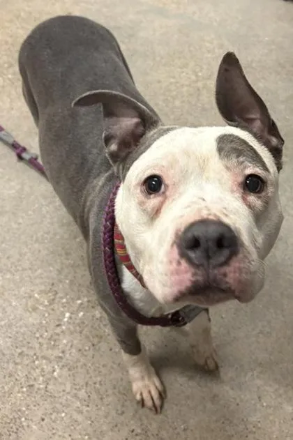An adult medium-sized female Pit Bull Terrier dog named Cassie for adoption in Cleveland, OH